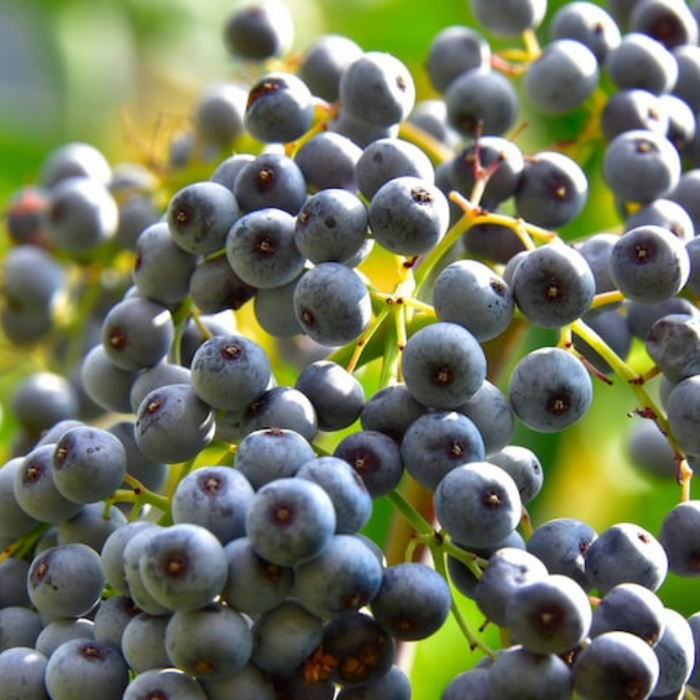 Elderberry Garden Seed Collection - Popular Elderberry Seeds, Native, Gardening Gift, Non-GMO