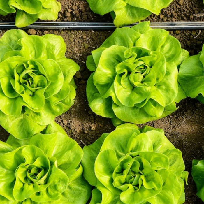 Butterhead Lettuce Seeds Heirloom Seeds, Miniature Butterhead Lettuce, Container Garden, Single Size, Open Pollinated, Non GMO