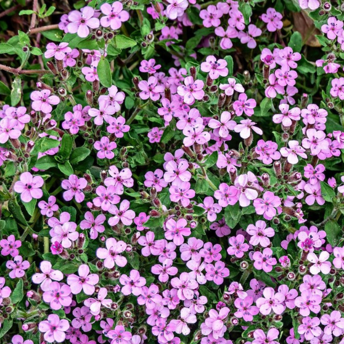 Rock Soapwort Flower Seeds - Heirloom Ground Cover, Wildflower, Open Pollinated, Non-GMO