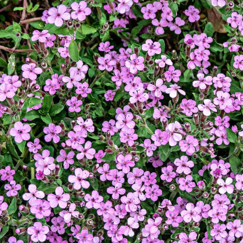 Rock Soapwort Flower Seeds - Heirloom Ground Cover, Wildflower, Open P ...