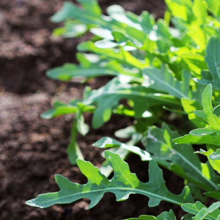 Wild Arugula Seeds - Heirloom Seeds, Fresh Salad Green, Container Garden, Open Pollinated, Non-GMO