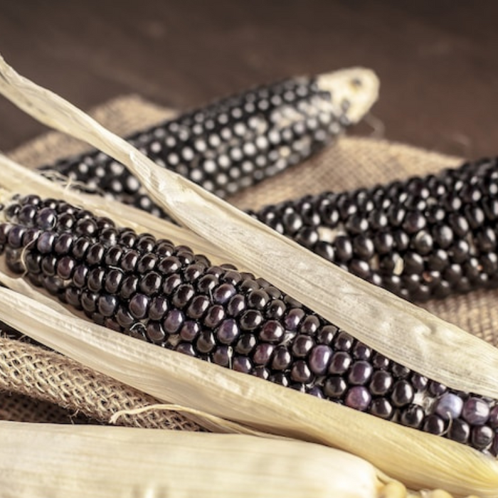 Blue Corn Heirloom Seeds - Seed Packets, Non-GMO, Open Pollinated, Flour Corn, Flint Corn