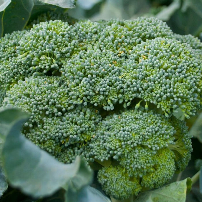 Waltham 29 Broccoli Heirloom Seeds