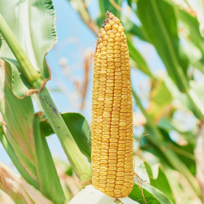 Trucker's Favorite Yellow Dent Corn Heirloom Seeds - Open Pollinated, Non-GMO