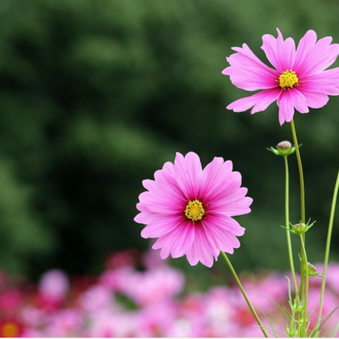 Cosmos, Gloria Heirloom Flower Seeds - Cut Flowers, Butterfly Garden, Pollinator Friendly, Non-GMO