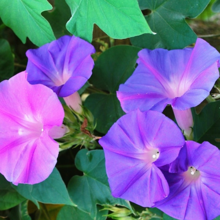 Morning Glory, Tall Mix - Heirloom Seeds, Flower Seeds, Vine, Mixed flowers, Flower mix