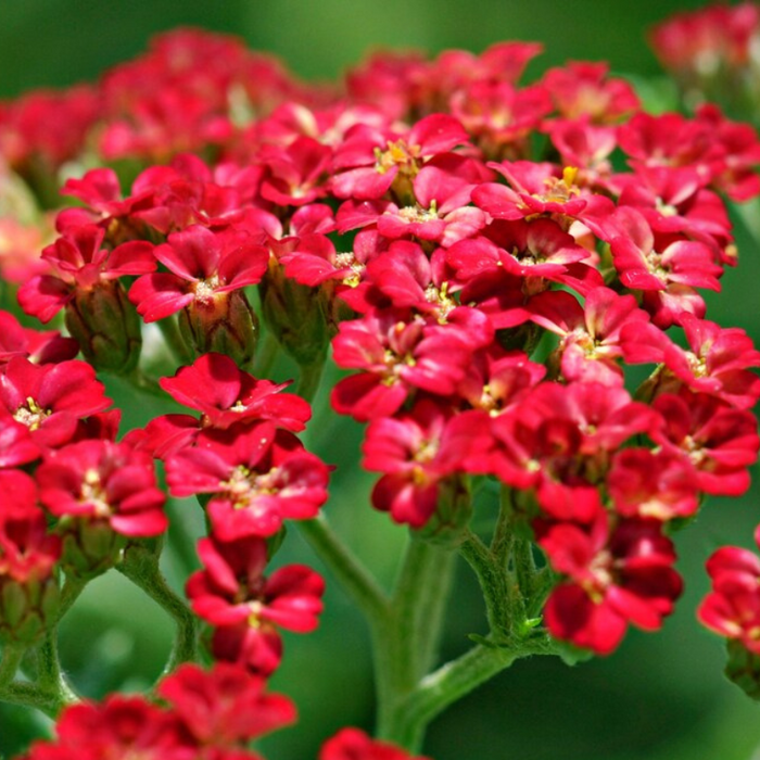Red Yarrow Seeds - Heirloom Seeds, Pollinator Garden, Beneficial Bug, Hummingbird Garden, Open Pollinated, Non-GMO