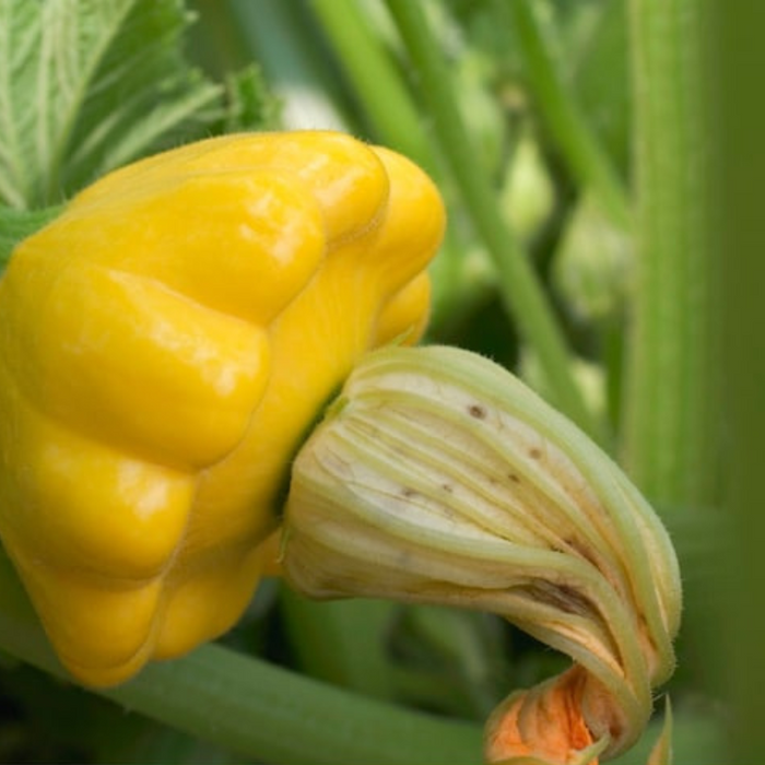 Yellow Scallop Patty Pan Summer Squash Seeds - Bush, Heirloom, Open Pollinated, Non-GMO