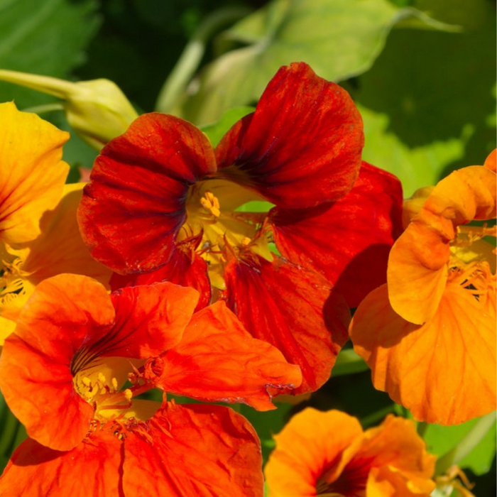 Nasturtium Jewel Mix Flower Seeds - Dwarf Heirloom, Edible Flower, Salad Garden, Open Pollinated