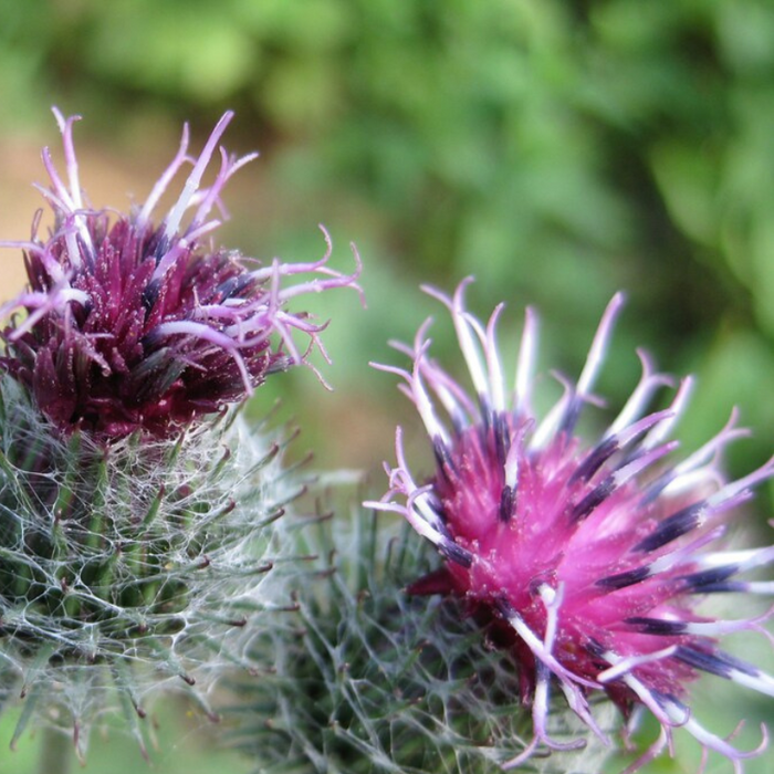 Gobo Takinogawa Burdock Seeds - Heirloom Seeds, Culinary Herb, Asian Vegetable, Beggars Buttons, Takinogawa Long, Non-GMO