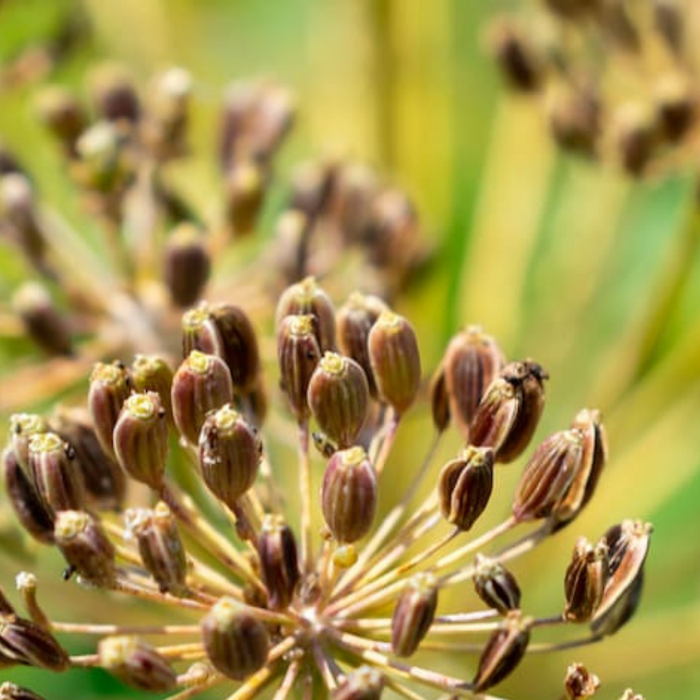 Bouquet Dill Heirloom Seeds - Non-GMO, Open Pollinated, Culinary Herb