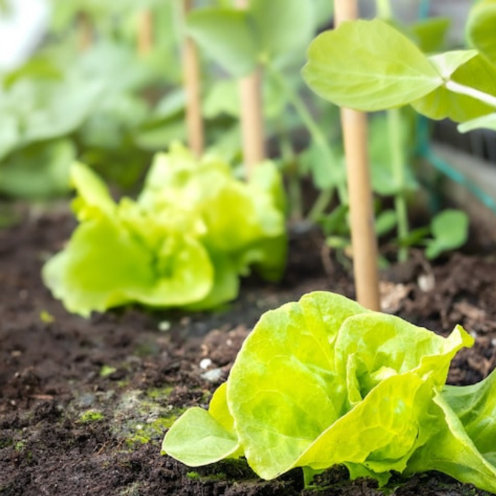 Butterhead Lettuce Seeds Heirloom Seeds, Miniature Butterhead Lettuce, Container Garden, Single Size, Open Pollinated, Non GMO