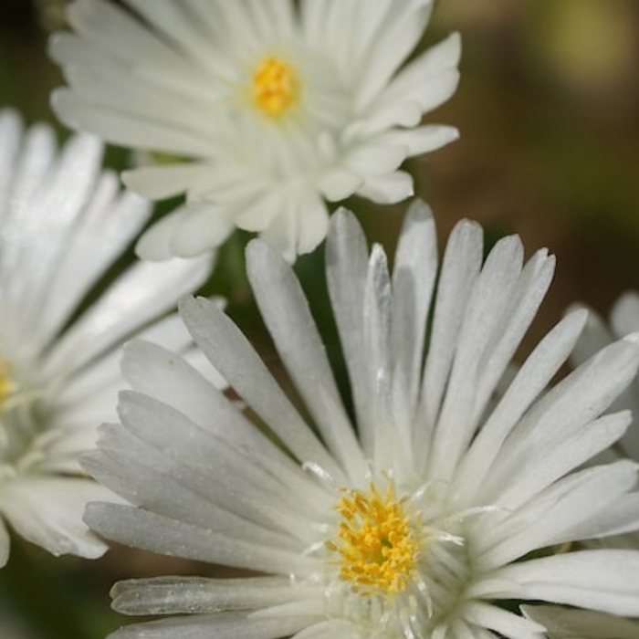 Ice Plant Mix Flower Seeds - Heirloom Seeds, Ground Cover Seeds, Daisy Seeds, Succulent, Mixed Blooms, Open Pollinated, Non-GMO