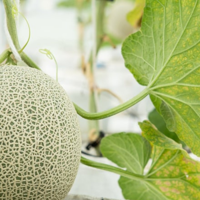 Cantaloupe Heirloom Seeds