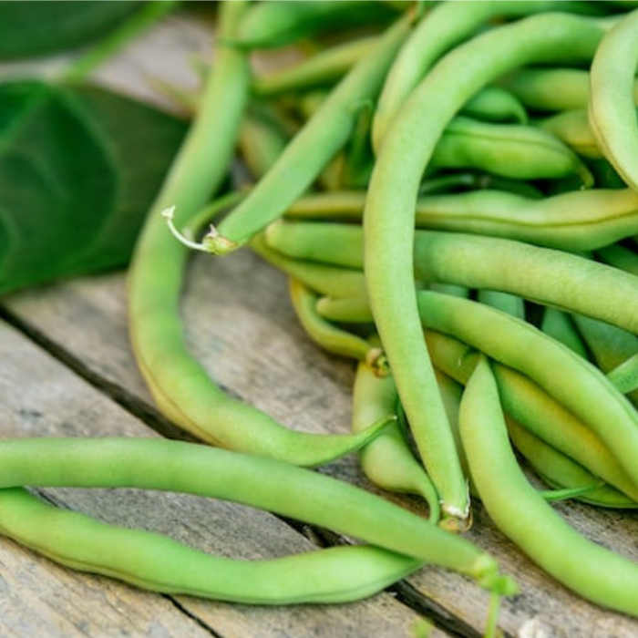 Contender Bush Bean Seeds - Heirloom, Stringless, Open Pollinated, Untreated, Non-GMO