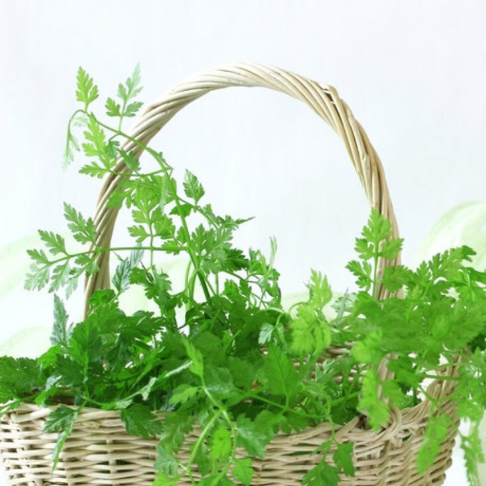 Chervil Herb Heirloom Seeds