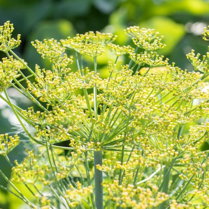 Bouquet Dill Heirloom Seeds - Non-GMO, Open Pollinated, Culinary Herb
