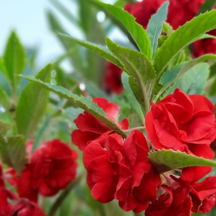 Balsam, Tom Thumb Mix Flower Seeds - Heirloom Seeds, Container Garden, Pollinator Garden, Dwarf Flower, Open Pollinated, Non-GMO