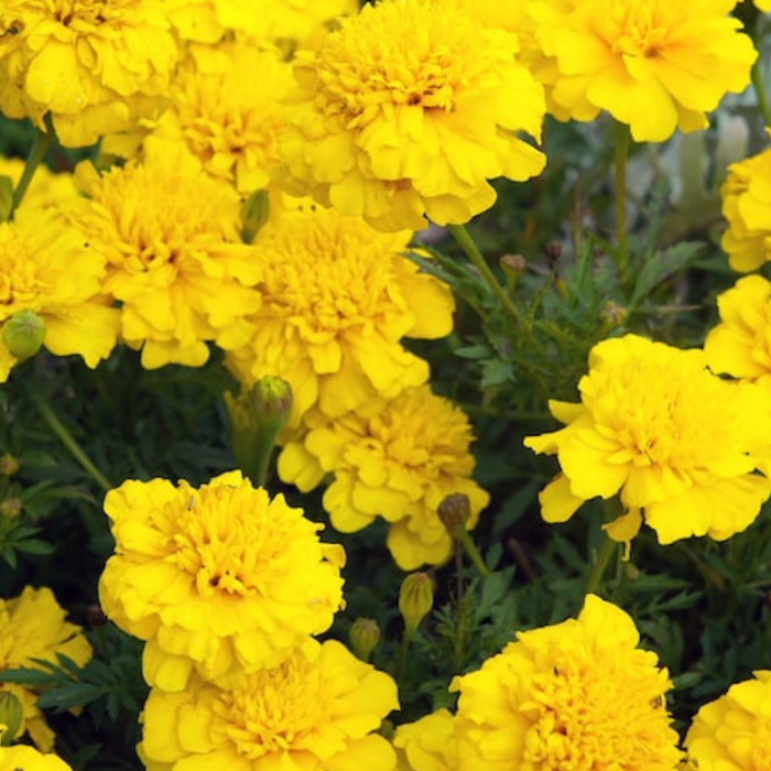 Marigold French Petite Mix Dwarf Flower Seeds - Heirloom Seeds, Flower Mix, Pollinator Friendly, Non-GMO