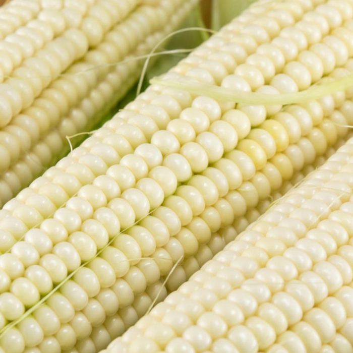 Eureka Ensilage Dent Corn Seeds - Heirloom Seeds, Roasting Corn, Zea Mays, Open Pollinated, Non-GMO