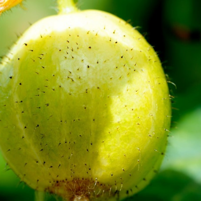 Lemon Cucumber Heirloom Seeds