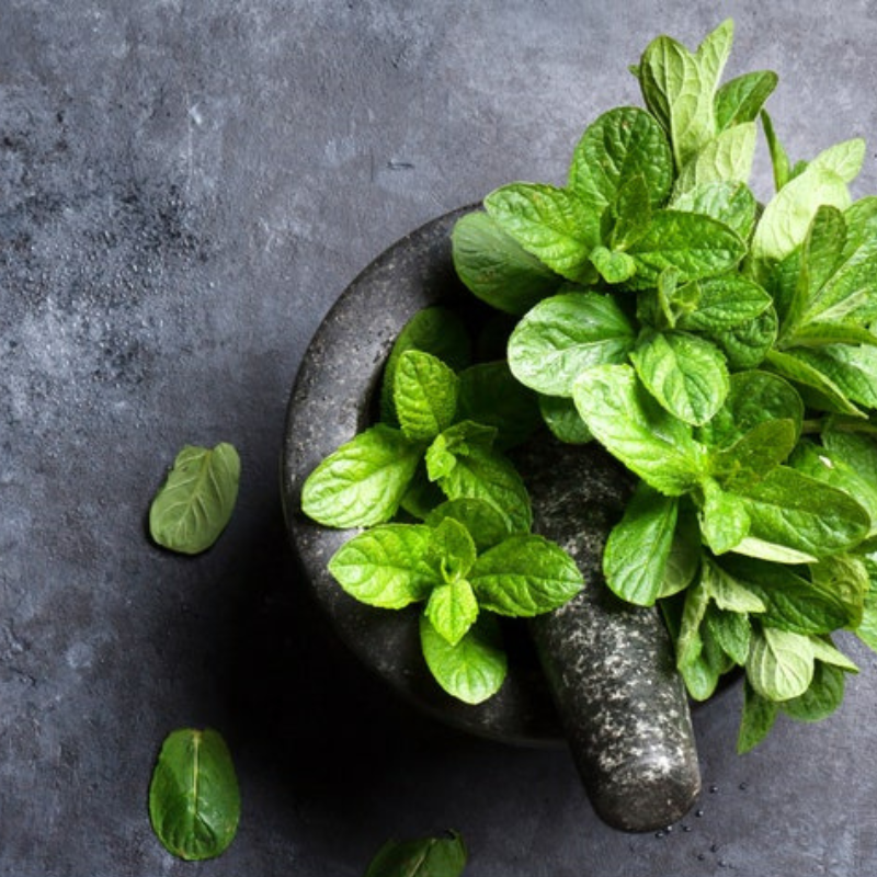 Spearmint Culinary Herb - Heirloom Herb Seeds — Seed Nerds