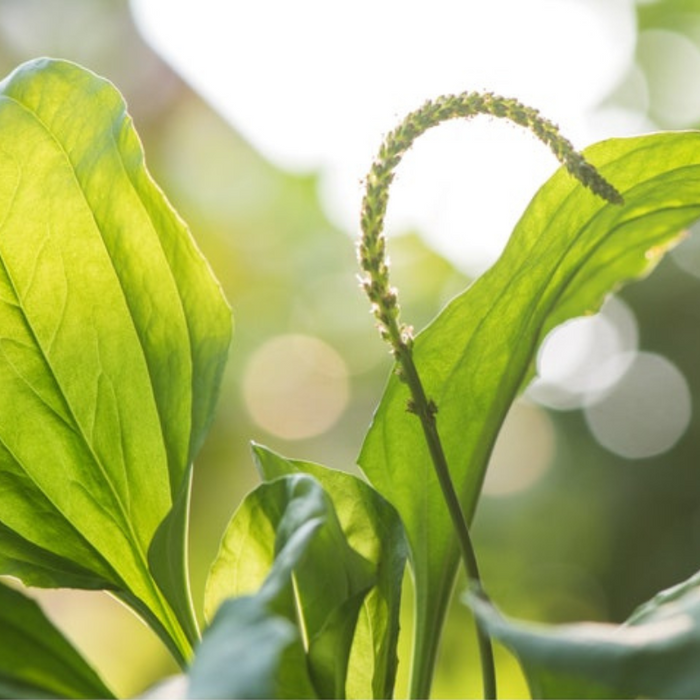 Plantain Common Herb Seeds Heirloom Seeds, Fresh Salad, Non-GMO