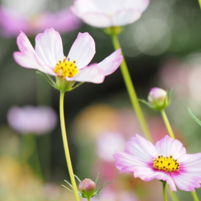 Picotee Cosmos Flower Seeds - Heirloom Flowers, Cut Flowers, Butterfly Garden, Pollinator Friendly, Non-GMO