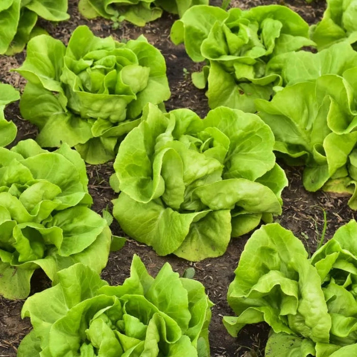 Bibb Lettuce Heirloom Seeds - Slow Bolt, Heat Tolerant, Summer Lettuce, Non-GMO, Open Pollinated