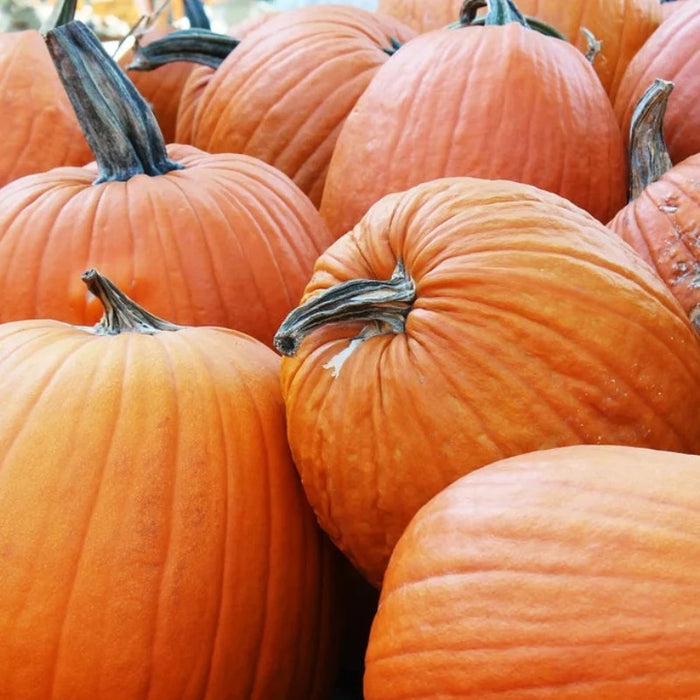 Pumpkin Heirloom Seeds - Jack-O-Lantern Pumpkin Seeds, Pie Pumpkin, Non-GMO, Heirloom, Vegetable Seeds