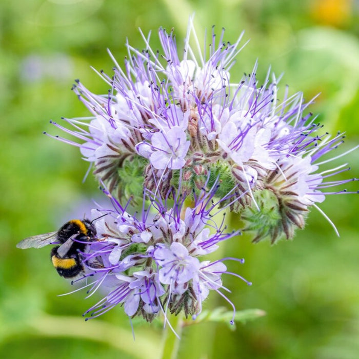 Bumblebee Buffet Flower Seed Mix - Heirloom Seeds, Wildflower Mix, Pollinator Friendly, Bee Garden, Non-GMO