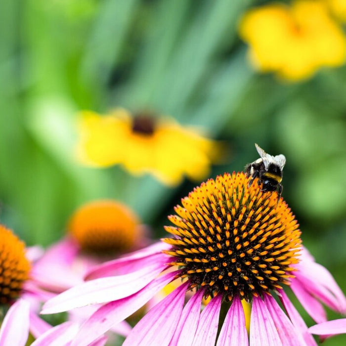 Bumblebee Buffet Flower Seed Mix - Heirloom Seeds, Wildflower Mix, Pollinator Friendly, Bee Garden, Non-GMO