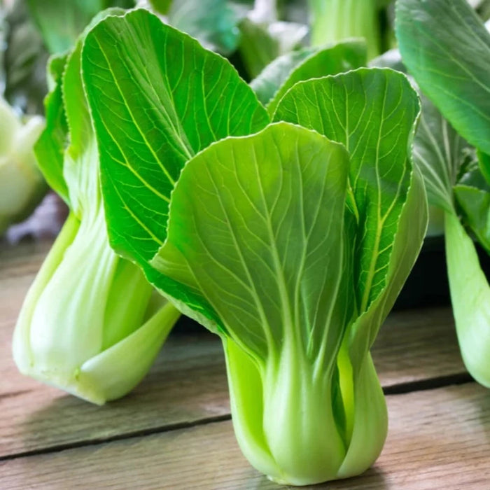 Pak Choi Cabbage Seeds - Heirloom, Microgreens, Sprouting Seeds, Asian Cuisine, Open Polinated, Non-GMO