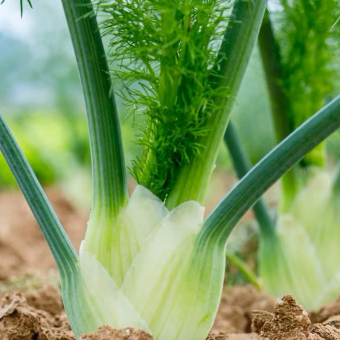 Florence Fennel Heirloom Seeds - Non-GMO, Culinary Herb, Open Pollinated