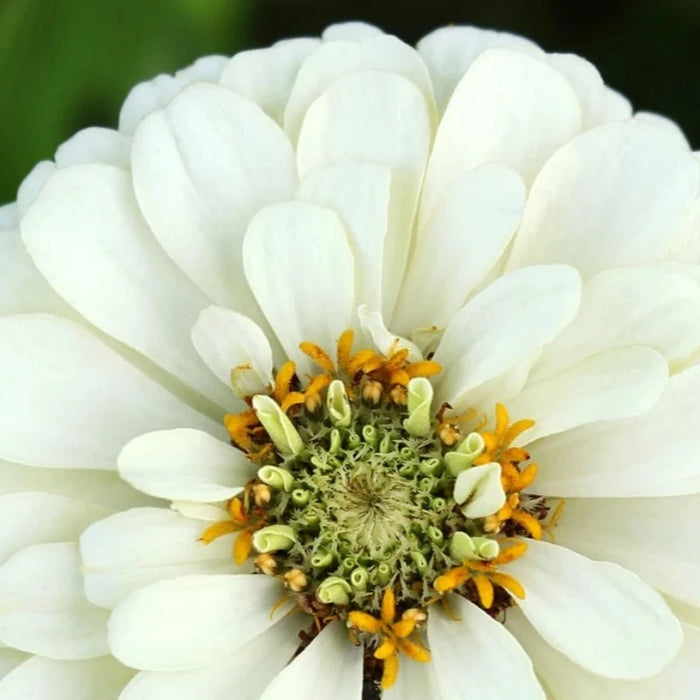 Zinnia White Heirloom Seeds Flower Seeds, Cut Flowers, Bouquet Flowers, Open Pollinated, Non-GMO