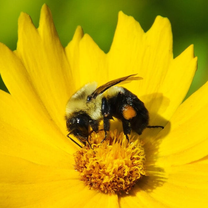 Feed the Bees Mix Heirloom Seeds, Flower Seeds, Wildflower