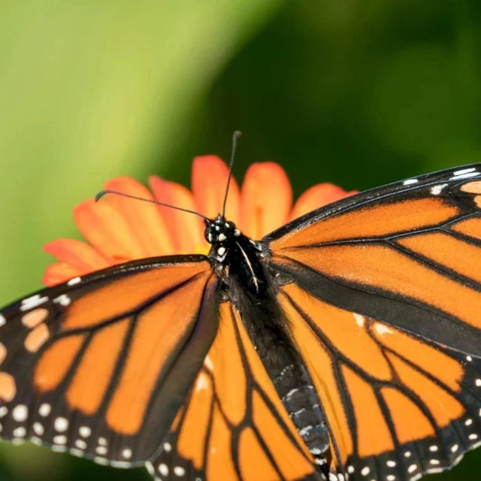Monarch Butterfly Mix Flower Seeds, Heirloom, Native, Flower Seeds