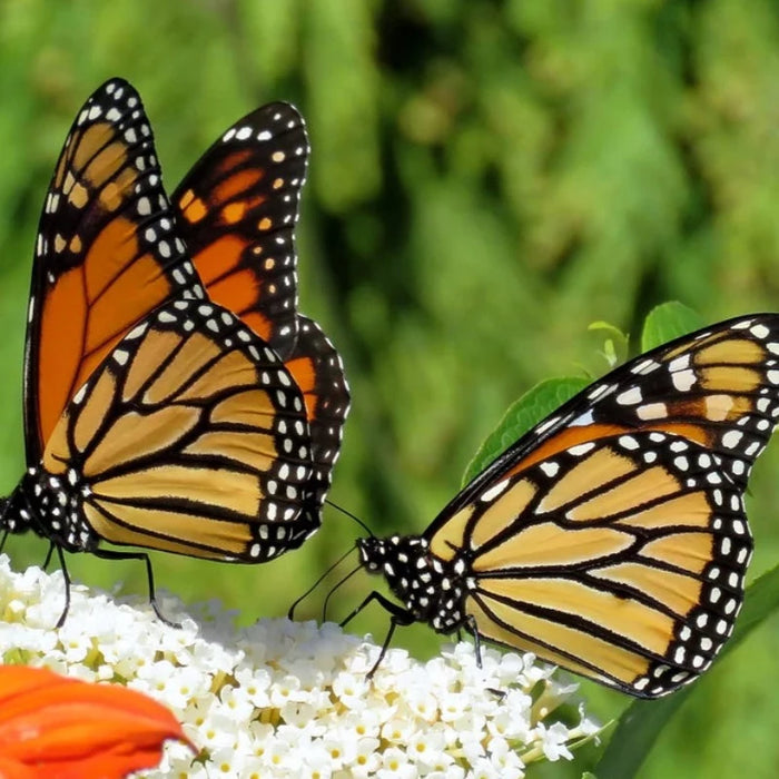Monarch Butterfly Mix Flower Seeds, Heirloom, Native, Flower Seeds