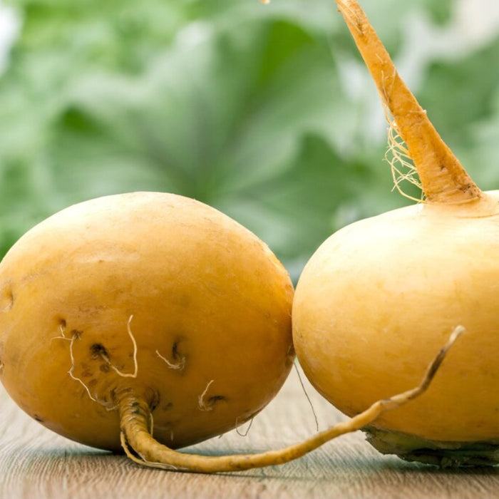 Golden Ball Turnip Heirloom Seeds - Root Vegetables, Fall Garden, Container Garden, Microgreens, Non-GMO