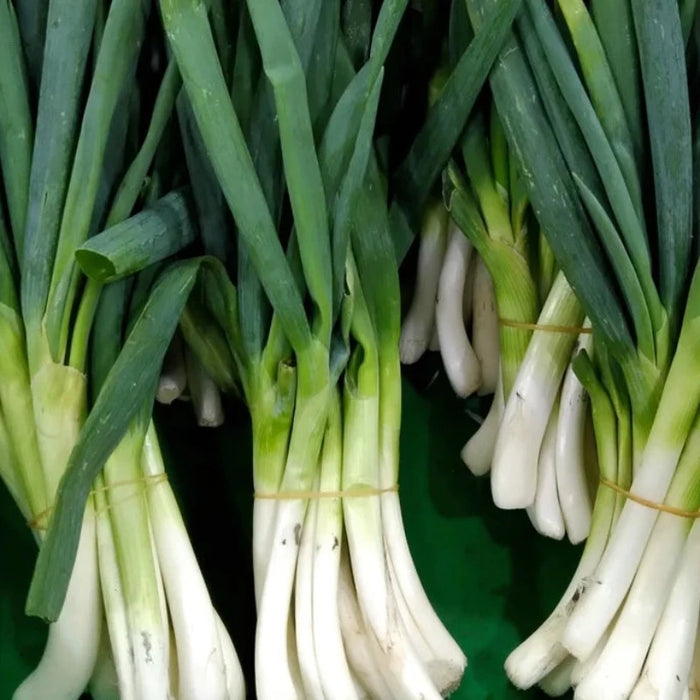 Evergreen Nebuka Bunching Onion Heirloom Seeds - Scallions, Green Onions, Japanese Onion