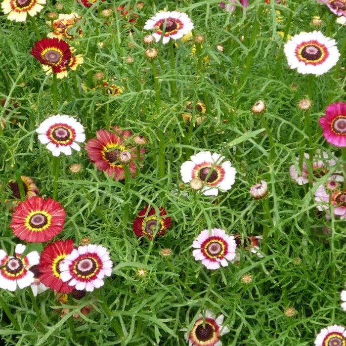 Painted Daisy Flower Seeds - Heirloom, Cut Flowers, Annual, Dried Flowers, Tricolor Ringed Flowers, Craft Flowers, Cottage Garden, Non GMO