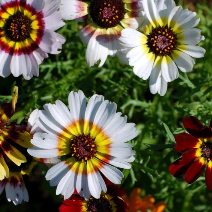 Painted Daisy Flower Seeds - Heirloom, Cut Flowers, Annual, Dried Flowers, Tricolor Ringed Flowers, Craft Flowers, Cottage Garden, Non GMO