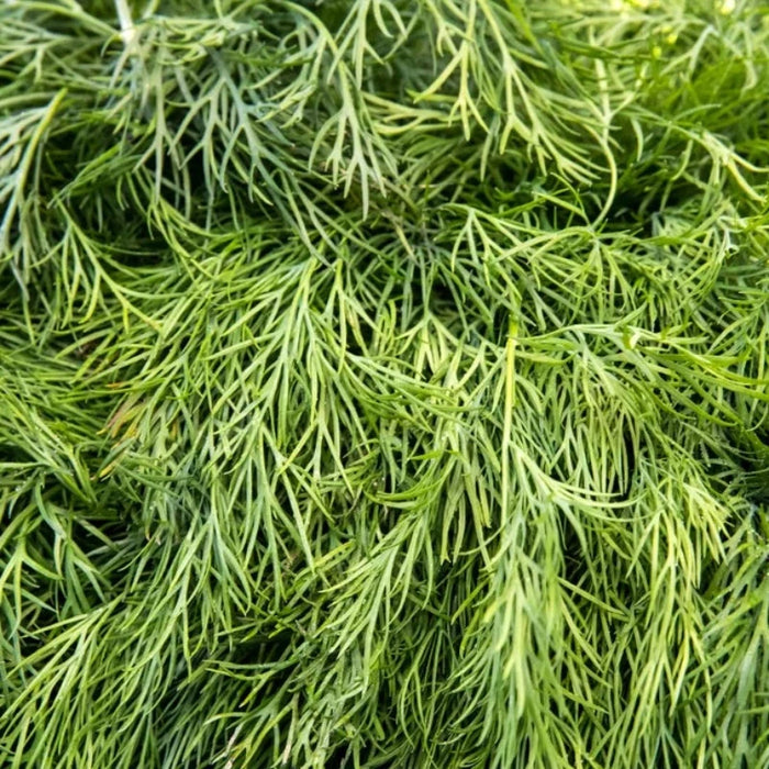 Mammoth Long Island Dill Seeds - Heirloom Pickling Spice, Culinary Herb, Butterfly Garden, Beneficial Bug, Non-GMO