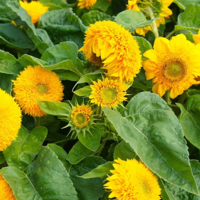 Teddy Bear Sunflower Seeds – Double Flowered Dwarf Sunflowers