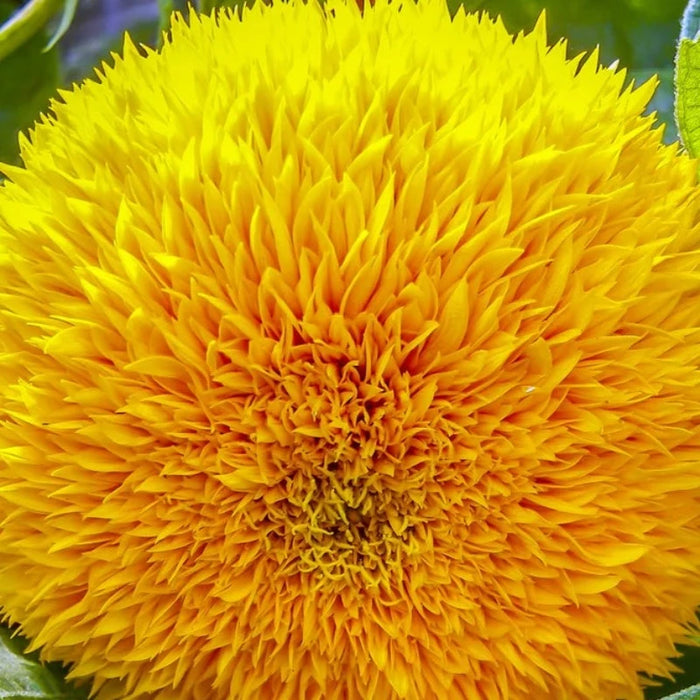 Teddy Bear Sunflower Seeds – Double Flowered Dwarf Sunflowers