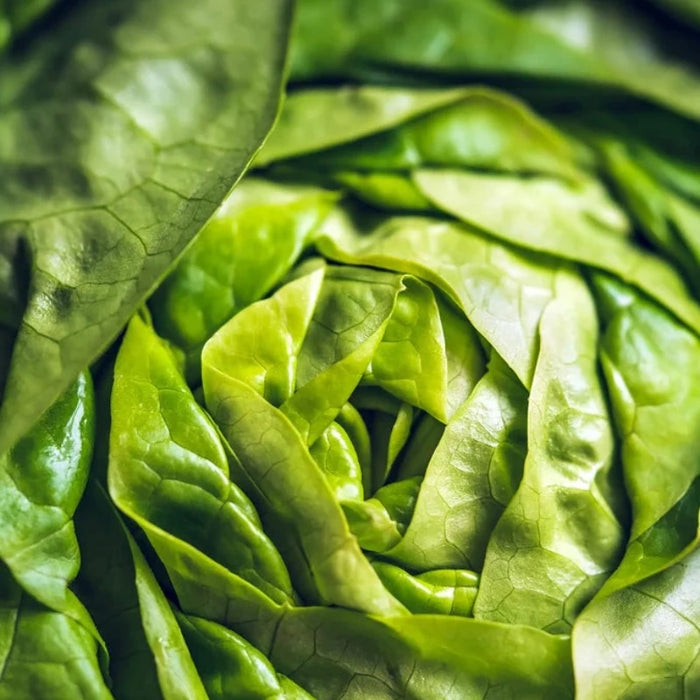 Bibb Lettuce Heirloom Seeds - Slow Bolt, Heat Tolerant, Summer Lettuce, Non-GMO, Open Pollinated