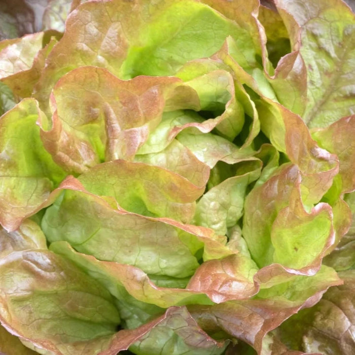Merveille des Quatre Saisons (Marvel of Four Seasons) Lettuce Seeds - Heirloom, Year Round Lettuce, Bibb, Butterhead, OP, Non-GMO