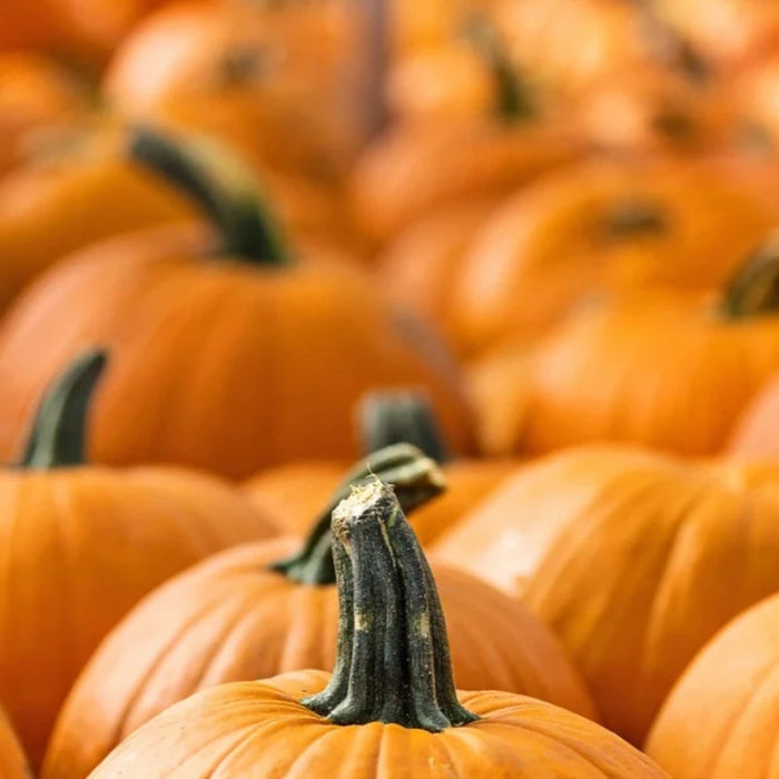 Pumpkin Heirloom Seeds - Jack-O-Lantern Pumpkin Seeds, Pie Pumpkin, Non-GMO, Heirloom, Vegetable Seeds