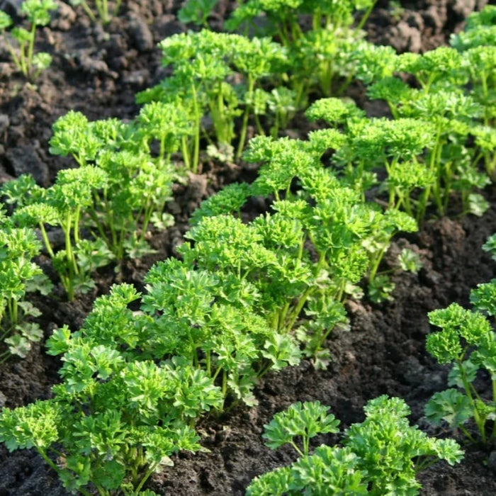 Triple Curled Parsley Herb Heirloom Seeds - Moss Curled Parsley, Microgreens, Seed Packets, Non-GMO, Open Pollinated