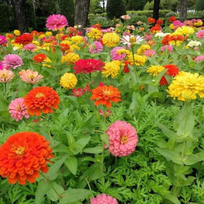 Zinnia Peachy Mix Flower Seeds Heirloom Seeds, Cut Flower Mix, Peach Zinnias, Mixed Flowers, Wedding Flowers